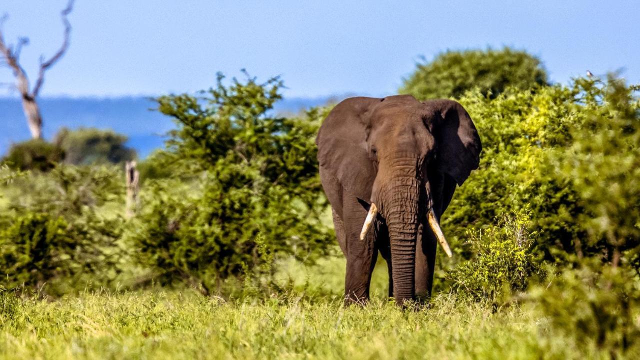 Africamps At Mackers Villa Hazyview Kültér fotó